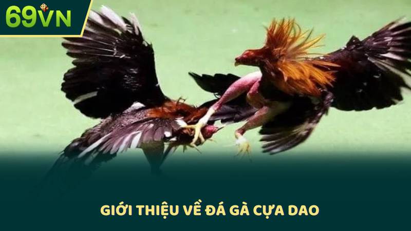 Giới Thiệu Về Đá Gà Cựa Dao
